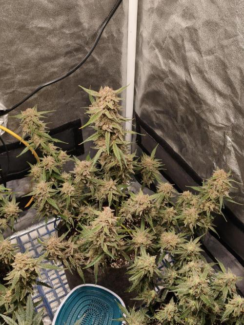 Humboldt, Sweet Seeds & RQS | Auto mix. Week 14
