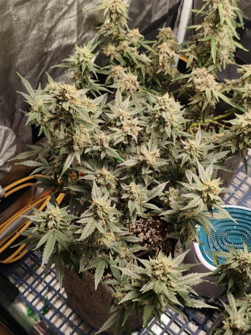 Humboldt, Sweet Seeds & RQS | Auto mix. Week 14