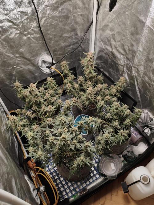 Humboldt, Sweet Seeds & RQS | Auto mix. Week 14