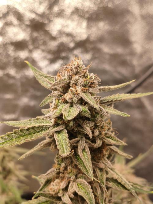 Humboldt, Sweet Seeds & RQS | Auto mix. Week 14