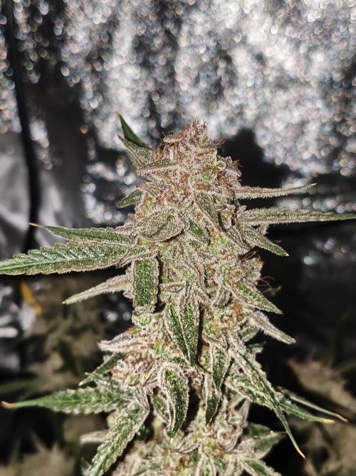 Humboldt, Sweet Seeds & RQS | Auto mix. Week 14