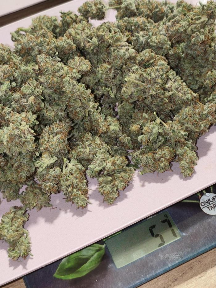 Humboldt, Sweet Seeds & RQS | Auto mix. Week 15