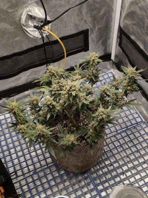 Humboldt, Sweet Seeds & RQS | Auto mix. Week 15