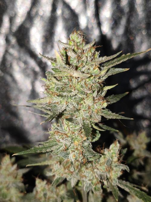 Humboldt, Sweet Seeds & RQS | Auto mix. Week 15