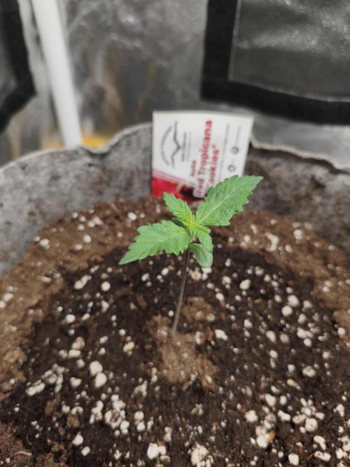 GMO, Red Cookies & Gorilla Z | Auto mix. Week 1 - Cookies