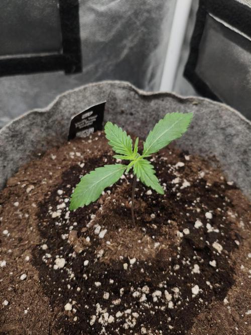 GMO, Red Cookies & Gorilla Z | Auto mix. Week 1 - Gorilla