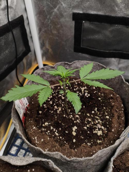 GMO, Red Cookies & Gorilla Z | Auto mix. Week 2 - Cookies
