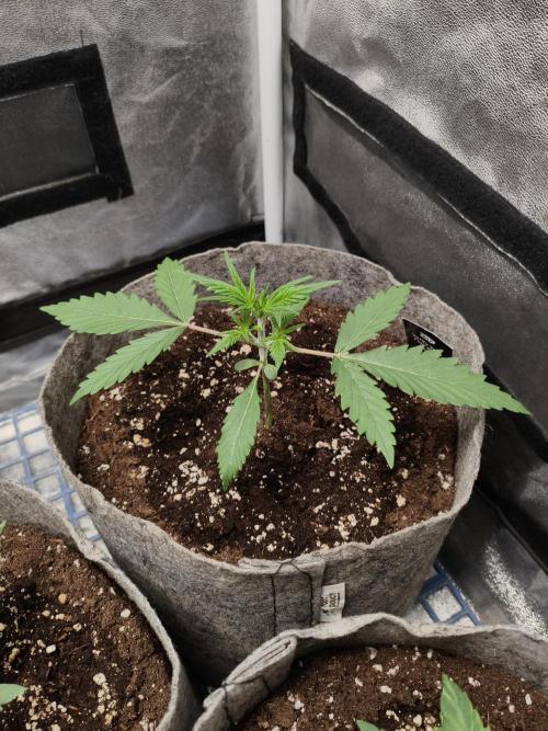 GMO, Red Cookies & Gorilla Z | Auto mix. Week 2 - Gorilla