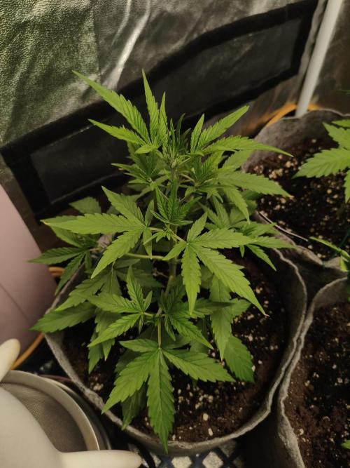 GMO, Red Cookies & Gorilla Z | Auto mix. Week 3 - GMO