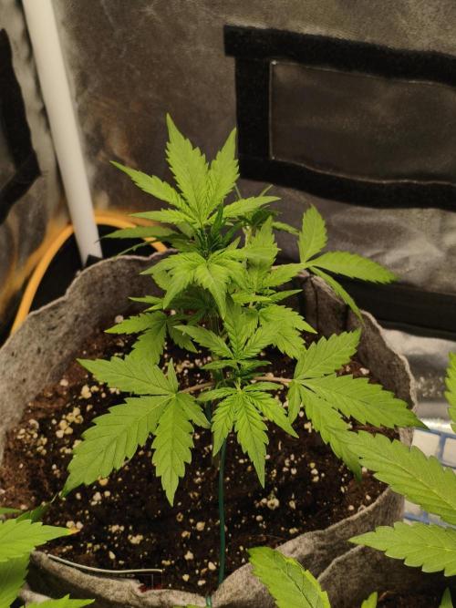 GMO, Red Cookies & Gorilla Z | Auto mix. Week 3 - Red Tropicana Cookies