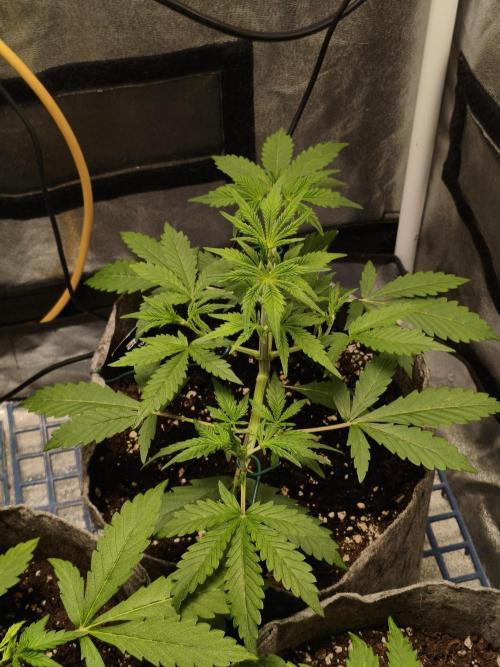 GMO, Red Cookies & Gorilla Z | Auto mix. Week 3 - Gorilla 