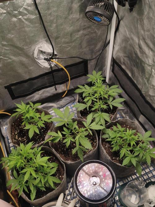GMO, Red Cookies & Gorilla Z | Auto mix. Week 3 - Overall