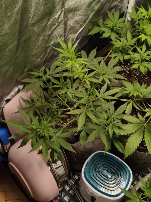 GMO, Red Cookies & Gorilla Z | Auto mix. Week 4 - GMO