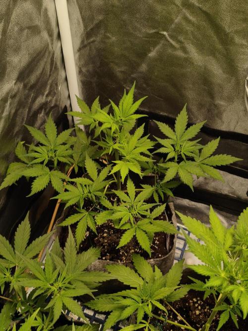 GMO, Red Cookies & Gorilla Z | Auto mix. Week 4 - Red Tropicana Cookies