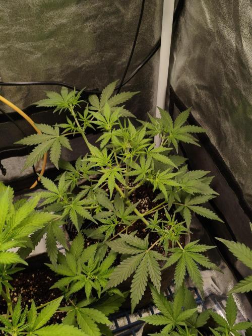 GMO, Red Cookies & Gorilla Z | Auto mix. Week 4 - Gorilla Zkittlez