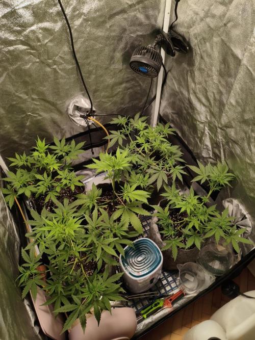 GMO, Red Cookies & Gorilla Z | Auto mix. Week 4 - Overall