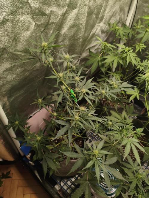 GMO, Red Cookies & Gorilla Z | Auto mix. Week 5 - GMO