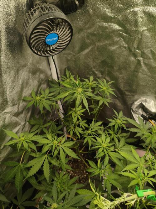 GMO, Red Cookies & Gorilla Z | Auto mix. Week 5 - Red Tropicana Cookies 