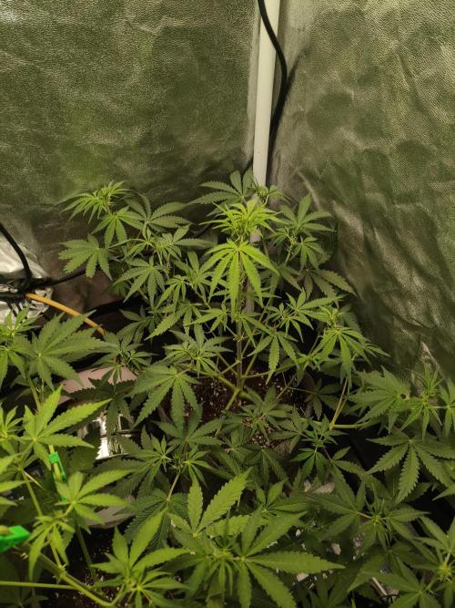 GMO, Red Cookies & Gorilla Z | Auto mix. Week 5 - Gorilla Z 