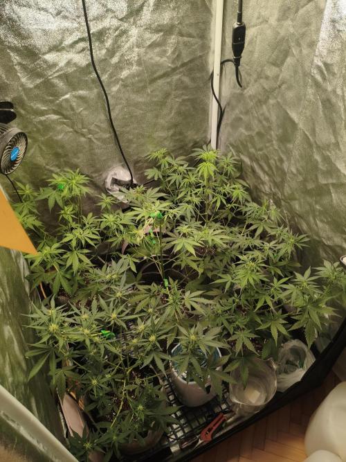 GMO, Red Cookies & Gorilla Z | Auto mix. Week 5 - Overall