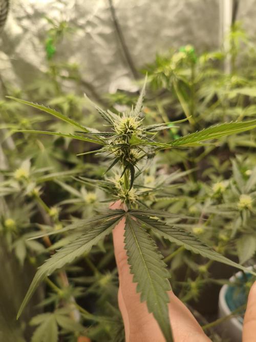 GMO, Red Cookies & Gorilla Z | Auto mix. Week 5 - Cover