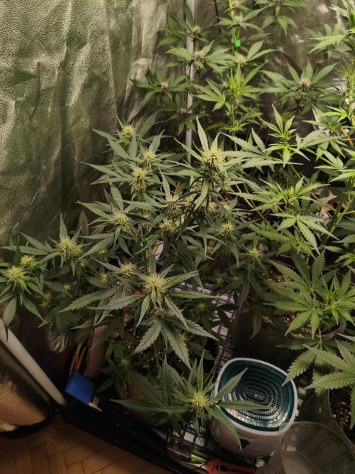GMO, Red Cookies & Gorilla Z | Auto mix. Week 6 - GMO