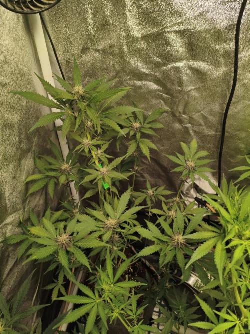 GMO, Red Cookies & Gorilla Z | Auto mix. Week 6 - Red Tropicana Cookies 