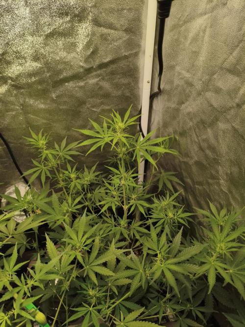 GMO, Red Cookies & Gorilla Z | Auto mix. Week 6 - Gorilla Z