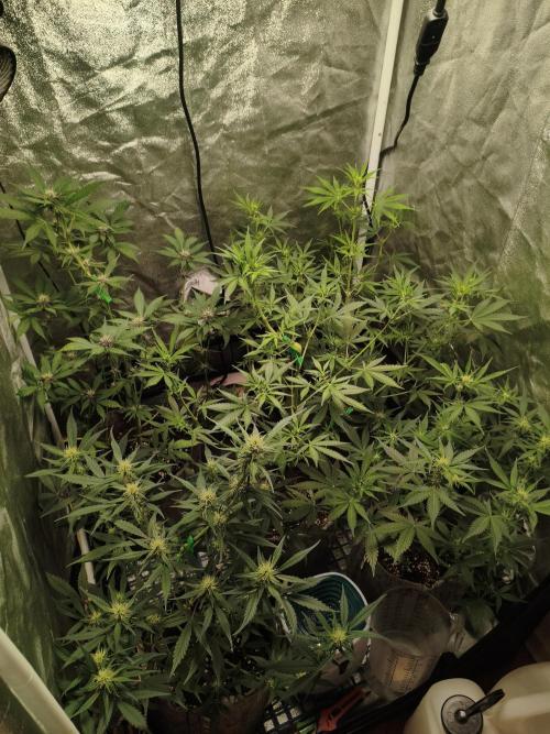 GMO, Red Cookies & Gorilla Z | Auto mix. Week 6 - Overall