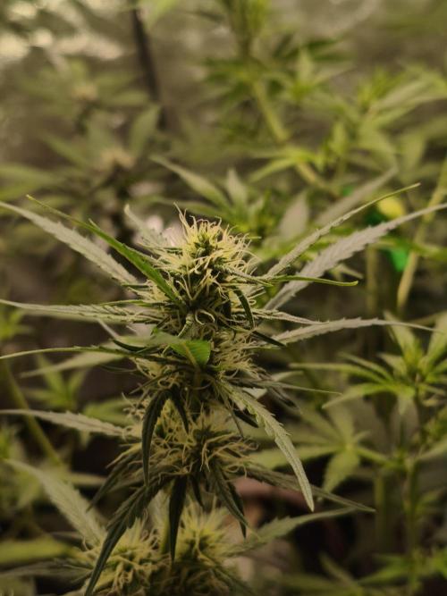 GMO, Red Cookies & Gorilla Z | Auto mix. Week 6 - Cover