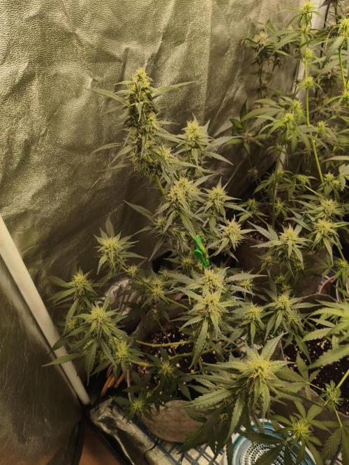 GMO, Red Cookies & Gorilla Z | Auto mix. Week 7 - GMO