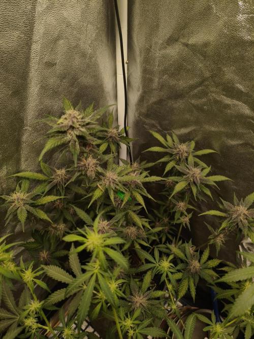 GMO, Red Cookies & Gorilla Z | Auto mix. Week 7 - Red Tropicana Cookies 