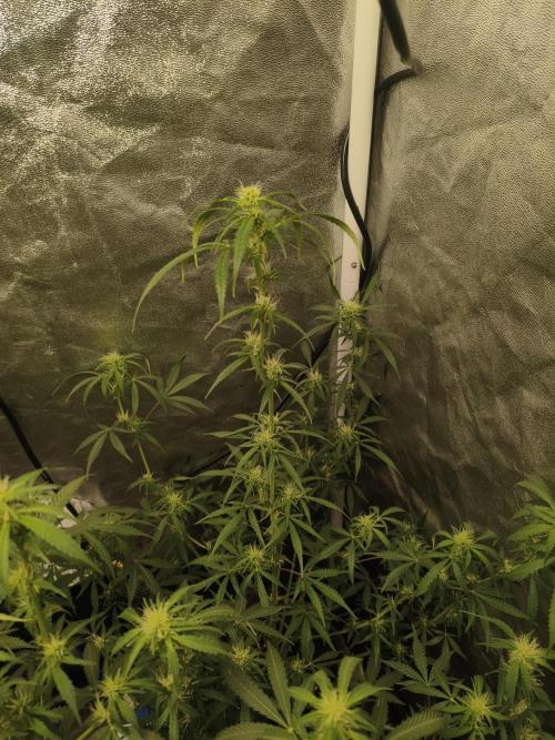 GMO, Red Cookies & Gorilla Z | Auto mix. Week 7 - Gorilla Z 