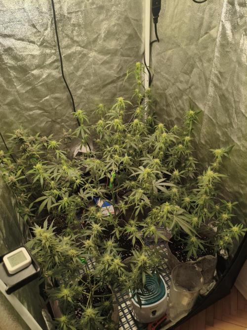 GMO, Red Cookies & Gorilla Z | Auto mix. Week 7 - Overall 