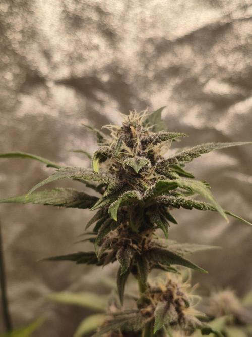 GMO, Red Cookies & Gorilla Z | Auto mix. Week 7 - Cover
