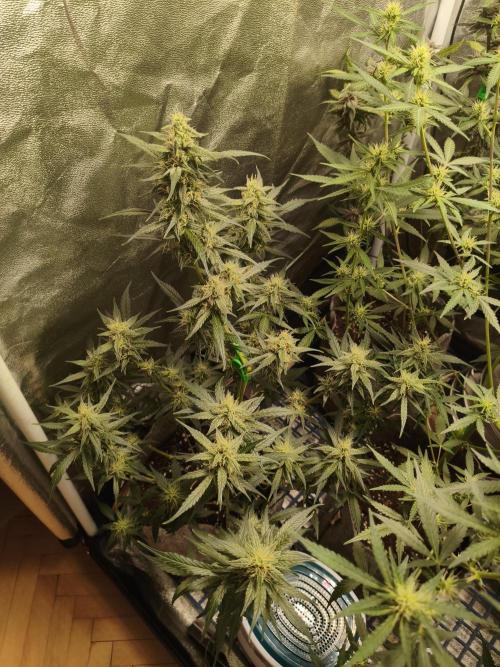 GMO, Red Cookies & Gorilla Z | Auto mix. Week 8 - GMO