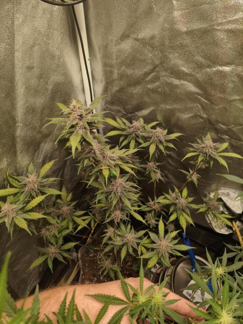 GMO, Red Cookies & Gorilla Z | Auto mix. Week 8 - Red Tropicana Cookies 