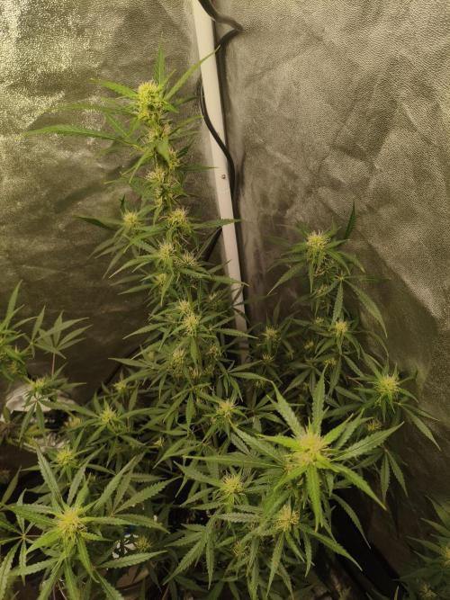 GMO, Red Cookies & Gorilla Z | Auto mix. Week 8 - Gorilla Z
