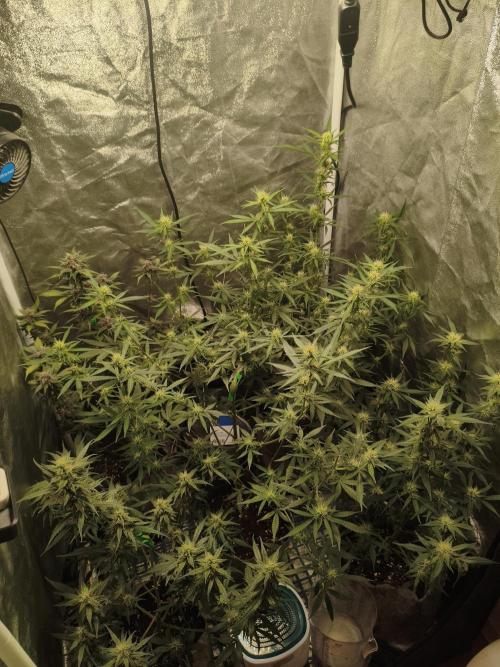 GMO, Red Cookies & Gorilla Z | Auto mix. Week 8 - Overall