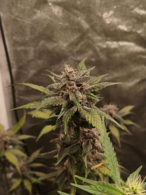 GMO, Red Cookies & Gorilla Z | Auto mix. Week 8 - Cover