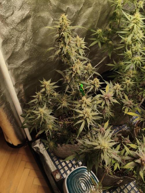 GMO, Red Cookies & Gorilla Z | Auto mix. Week 9 - GMO