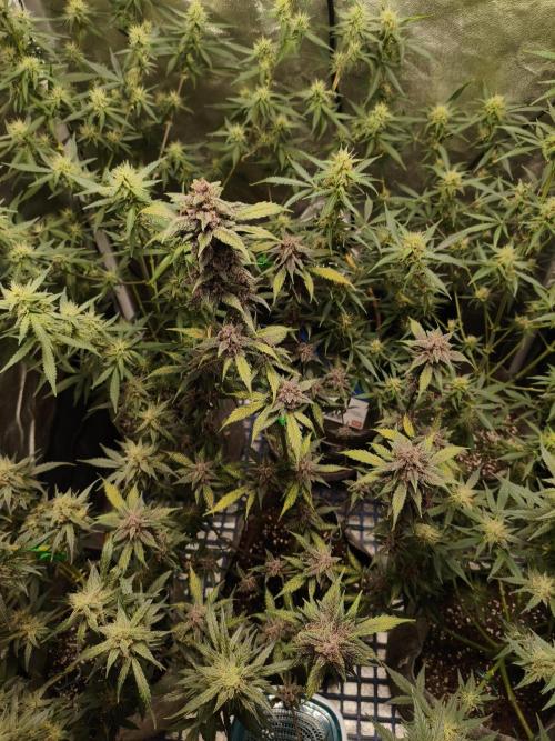 GMO, Red Cookies & Gorilla Z | Auto mix. Week 9 - Red Tropicana Cookies 
