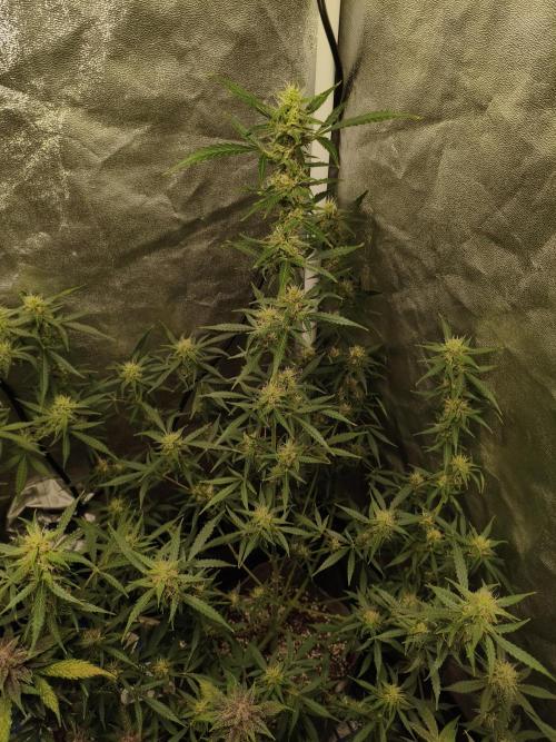 GMO, Red Cookies & Gorilla Z | Auto mix. Week 9 - Gorilla Z 