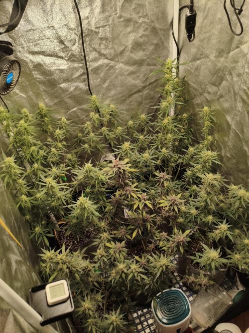 GMO, Red Cookies & Gorilla Z | Auto mix. Week 9 - Overall