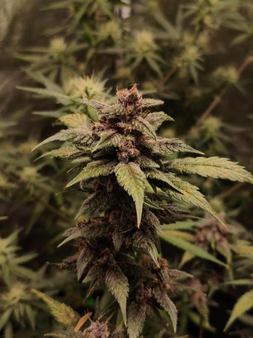GMO, Red Cookies & Gorilla Z | Auto mix. Week 9 - Cover 