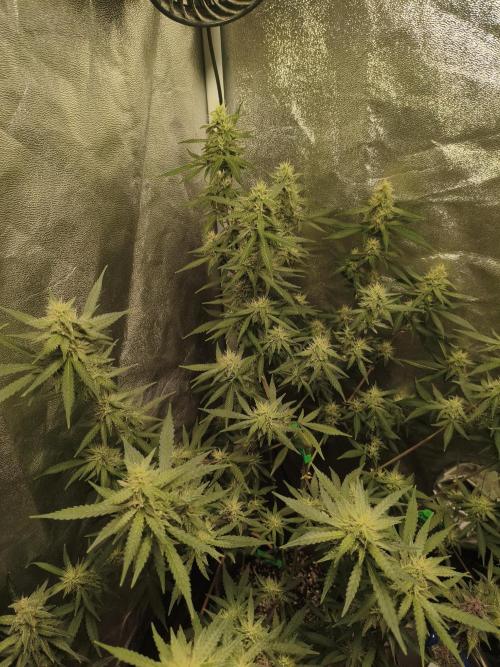 GMO, Red Cookies & Gorilla Z | Auto mix. Week 10 - GMO