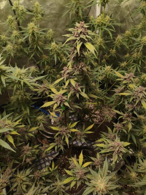 GMO, Red Cookies & Gorilla Z | Auto mix. Week 10 - Red Tropicana Cookies 