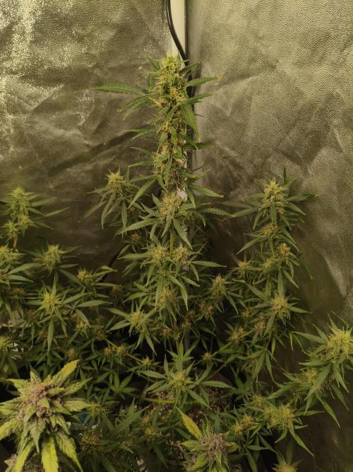 GMO, Red Cookies & Gorilla Z | Auto mix. Week 10 - Gorilla Z