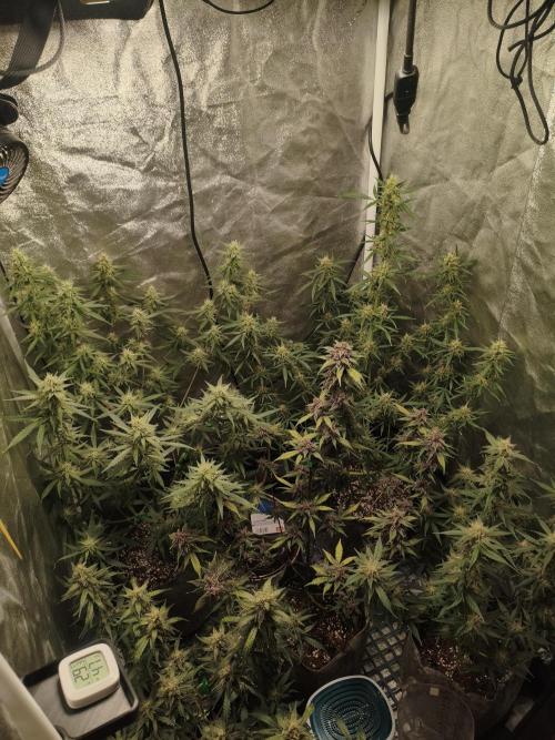 GMO, Red Cookies & Gorilla Z | Auto mix. Week 10 - Overall 