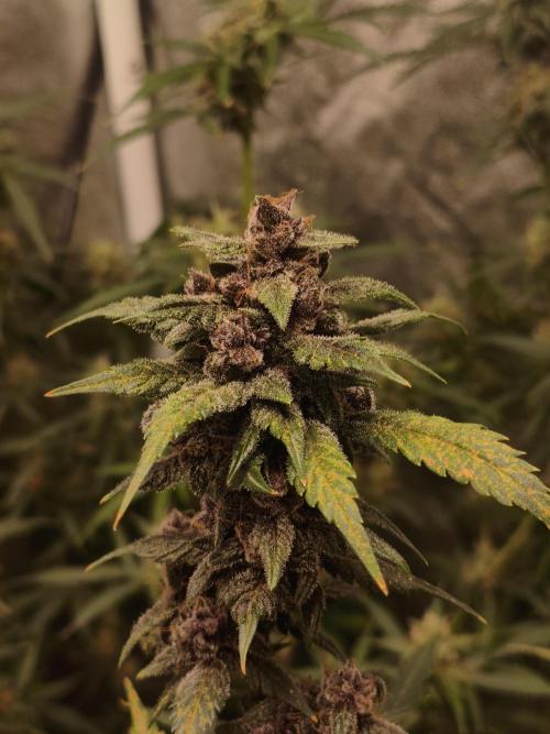 GMO, Red Cookies & Gorilla Z | Auto mix. Week 10 - Cover 